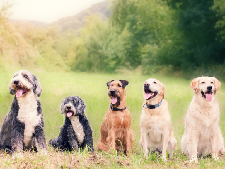 5 lavori per appassionati di cani