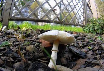 ?attachment id=84231