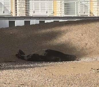 ?attachment id=89851