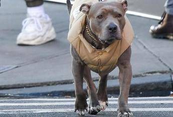 milano carabinieri provano ad arrestare un 69enne ma il suo pittbull non ci sta e azzanna 2