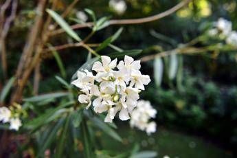 oleandri anche il fumo e killer il caso di 76 bovini morti 2