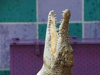 ?attachment id=86184