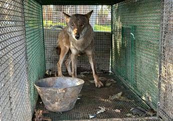 traffico di droga a foggia trovato anche un lupo chiuso in gabbia video 2