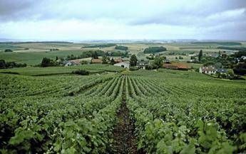 vino la champagne presenta il rapporto sulla responsabilita sociale della filiera 2